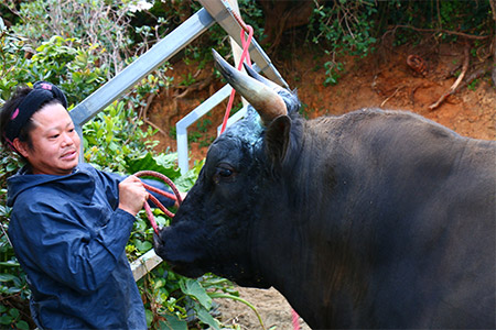 徳之島ではいたるところで闘牛の練習場風景を見ることができます